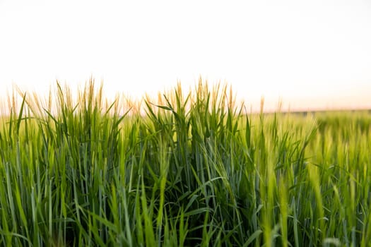 Green barley field under sunlight in summer. Agriculture. Cereals growing in a fertile soil