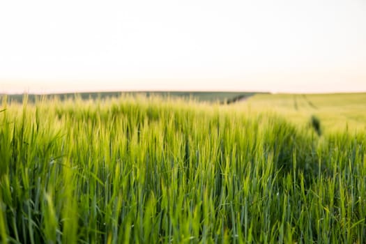 Young green barley growing in agricultural field in spring. Unripe cereals. The concept of agriculture, organic food. Barleys sprout growing in soil. Close up on sprouting barley in sunset