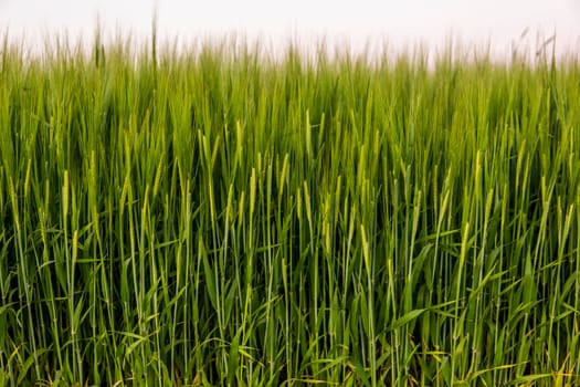 Ears of green barley close up. Background of ripening ears of barley field. Rich harvest concept. Agriculture. Juicy fresh ears of young green barley on nature in summer field with a blue sky