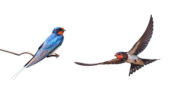 barn swallow on a wire and a swallow in flight, birds in spring