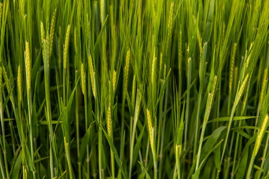 Rich harvest concept. Agriculture. Close up of juicy fresh ears of young green barley on nature in summer field with a blue sky. Background of ripening ears of barley field