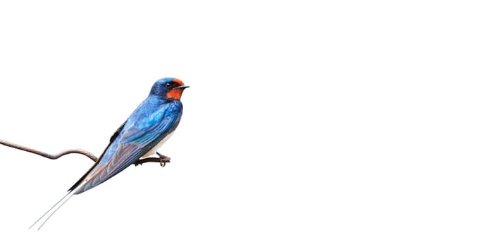 barn swallow on a wire isolated on white, birds in spring