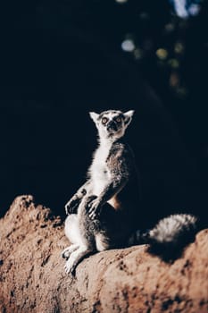 Ring-tailed lemur sitting on the sun on Madagascar