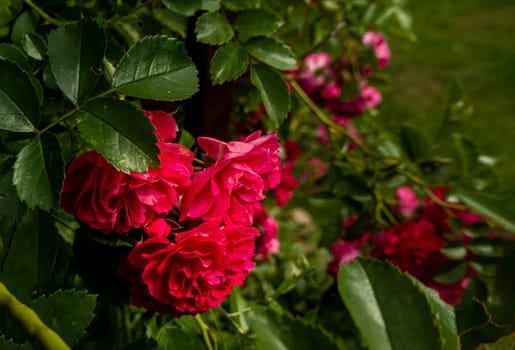 Close up of the informal repeat-flowering garden rose. Beautiful roses on dark background. Lush bush of pink roses with dark vignette. Romantic luxury background or wallpaper. beautiful floral postcard with trailing roses and mouse peas