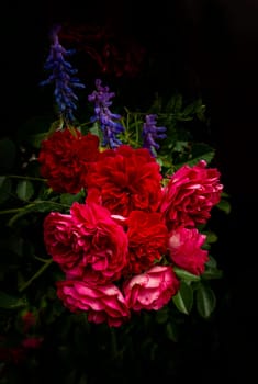 Close up of the informal repeat-flowering garden rose with lavender. Beautiful roses on dark background. Lush bush of pink roses with dark vignette. Romantic luxury background or wallpaper. beautiful floral postcard with trailing roses and mouse peas