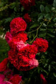 Close up of the informal repeat-flowering garden rose. Beautiful roses on dark background. Lush bush of pink roses with dark vignette. Romantic luxury background or wallpaper. beautiful floral postcard with trailing roses and mouse peas