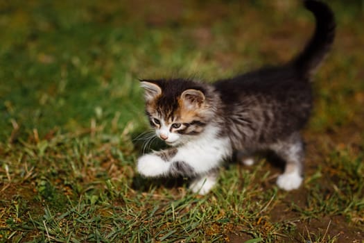 Small cute gray and white kitten walks and plays carefully on green grass. Lovely pet outdoors on summer.