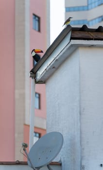 A Toucan observes a Bentivi with a red beak perched on a building roof, complete integration between nature and city.