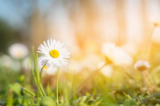 Fresh daisies in the field at sunset.