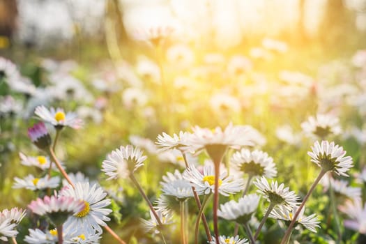 Fresh daisies in the field at sunset.