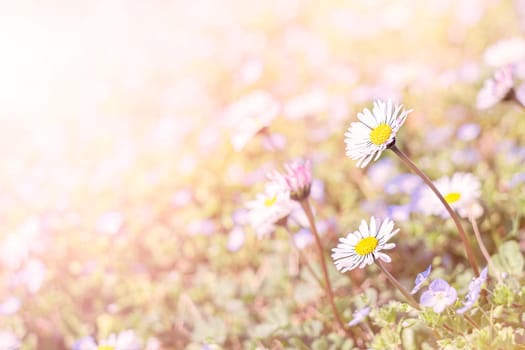 Fresh daisies in the field at sunset.