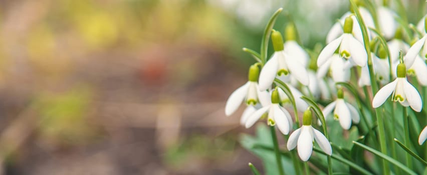 Snowdrops bloom in the garden. Selective focus. Nature.