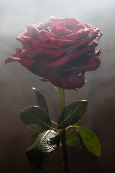 Blooming red rose bud in water drops on a black background, use as background, wallpaper, greeting card