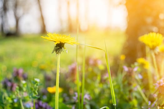 Yellow dandelion in the field at sunset.