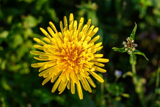 Yellow dandelion in the field at sunset. Top view