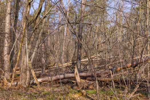 Fallen and uprooted trees in a forest damaged by drought and insect infestation