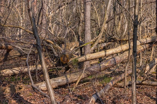 Loss of trees and damaged forest due to climate change, drought and insects