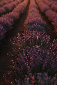 close up of bushes lavender blooming scented fields on sunset. lavender purple aromatic flowers at lavender fields of the French Provence near Paris