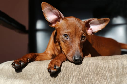 The animal is posing for a portrait and looking directly at the camera, which captures is adorable expression. The poet's fire is soft and fluffy, with distinct markings that show off its unique breed
