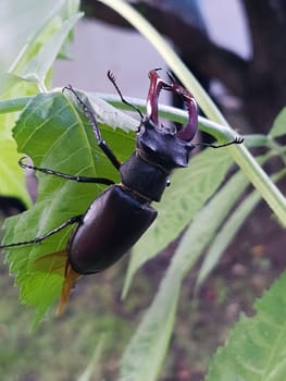 Stag beetle (lat. Lucanus cervus) is a large beetle of the genus Lucanus in the stag family against the background of green leaves close-up.