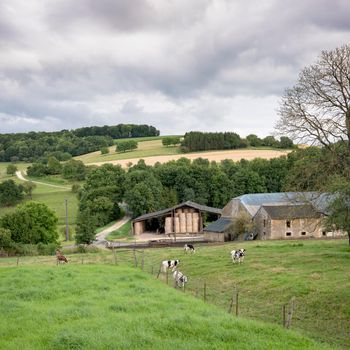 cloudy sky and black and white cows near old farm in french ardennes near charleville in france