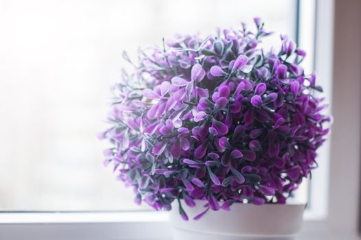 Home plant with purple little flowers on the windowsill