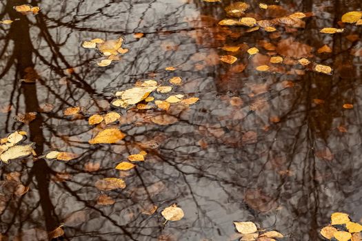 Yellow autumn leaves in a puddle close up, background