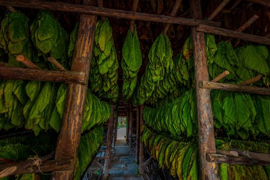 Tobacco leaves left hanging to dry inside a tobacco drying shed in Finca Montesino, Pinar del Rio, Cuba