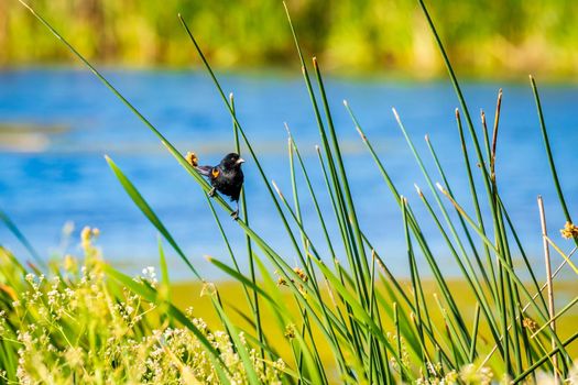 A male Red-winged Blackbird is perching on reed in the wind