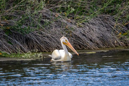 An American White Pelican swimming in water