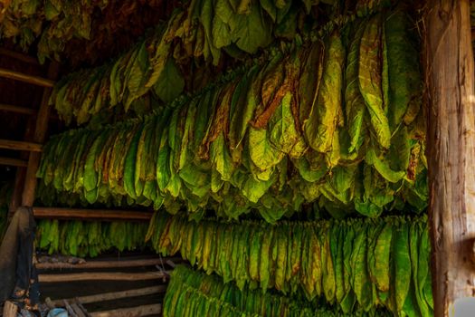 Tobacco leaves left hanging to dry inside a tobacco drying shed in Finca Montesino, Pinar del Rio, Cuba