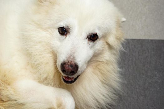 The white fur dog was taken up the head.