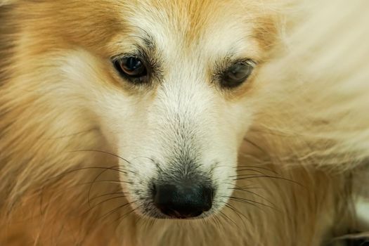 Dog head, brown and white fur. It is looking below.