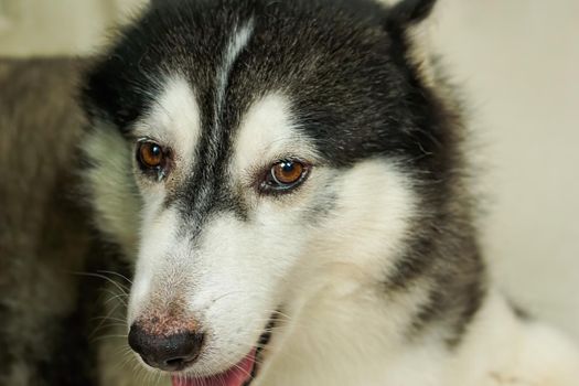 The head of the Siberian dog That was brought to the tropics
With black and white fur
Brown eyes.