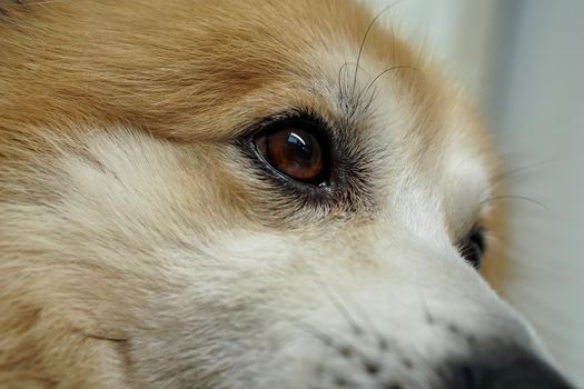Head and eyes of dogs Its fur is brown and white. It is absent-minded