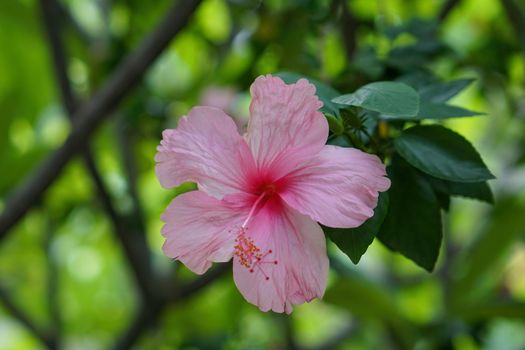 Hibiscus flowers, It is pink petals. The background is green leaves.