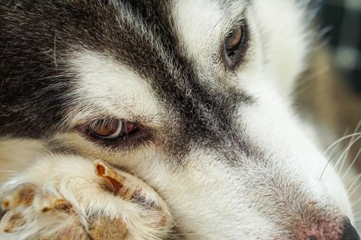 The right eye area of the Siberian dog
It has brown eyes and black and white fur.