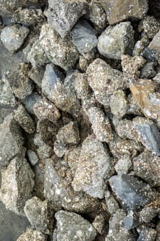 Pile of rocks by the sea There are many small clams attached and embedded.
