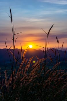 Sunset behind the mountain Flowers, trees and grass. Sunset light hits the grass The flowers have orange light from the sun.