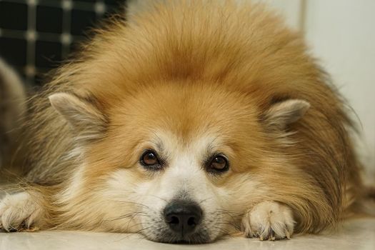 Brown fur dog It's lying down and looked at the front of it