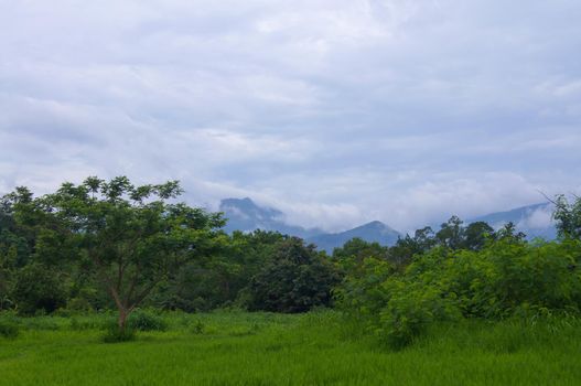 Fog on the mountain behind the green forest