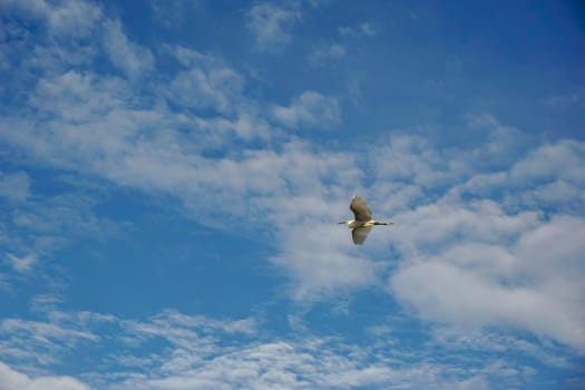 White seabirds, black mouth and legs are flying in the blue sky with white clouds