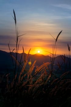 Sunset behind the mountain Flowers, trees and grass. Sunset light hits the grass The flowers have orange light from the sun.