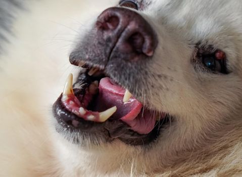 Inside the mouth of the white fur's dog,  it wrapped the tongue