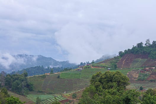 Planting the steps on the mountain, Farm pattern in the mountainous areas of northern Thailand Chiang Mai, Thailand
