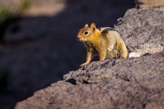 Golden Mantled ground squirrel at Crater Lake National Park