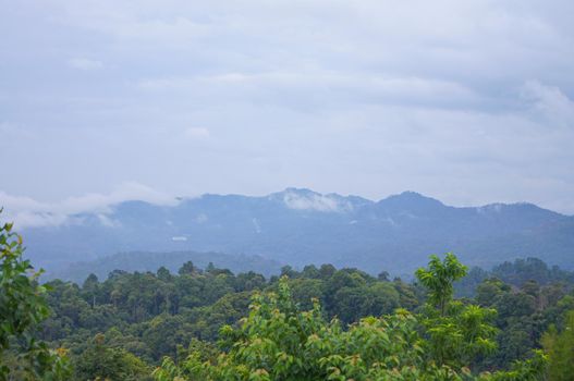 Fog on the mountain behind the green forest