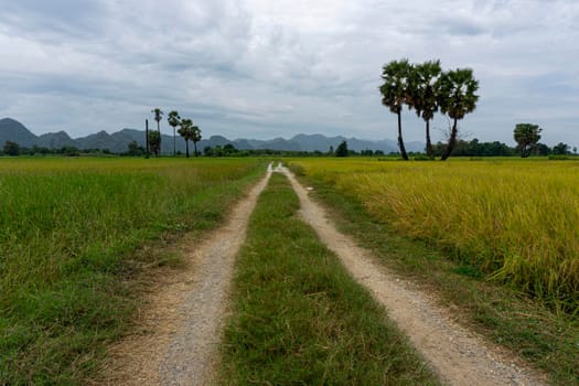 Rural roads are grassed-up in areas that have not been crushed. Both sides are rice fields. The backdrop in the mountain- Kanchanaburi, Thailand