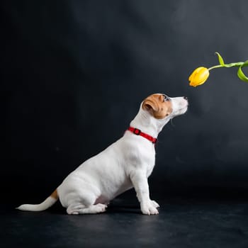 Woman teases funny puppy with flower in studio. Little mischievous dog hunts for a tulip on a black background. Female hand plays with jack russell terrier