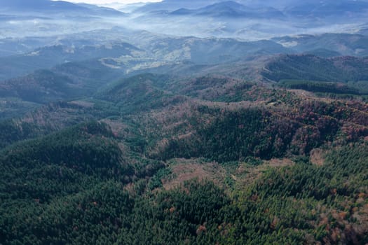 Fog over a coniferous forest. A bird's-eye view of nature. Autumn forest yellow and green coniferous trees.